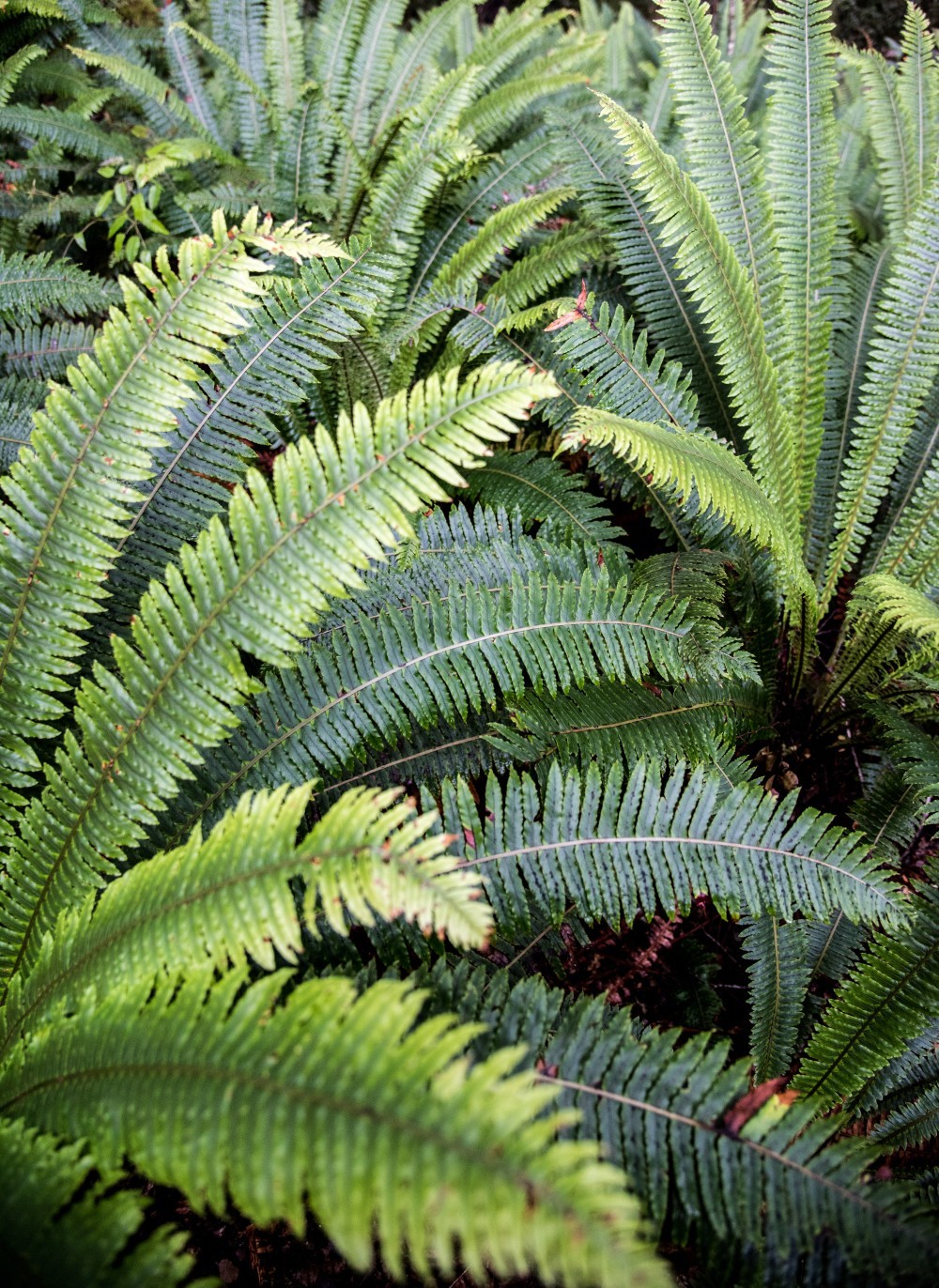 New Zealand, Big Leafs